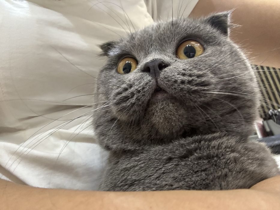 Вязка скотч фолд опитный
