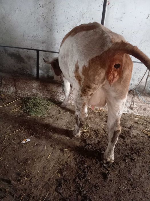 Junca baltata românească cu vitea