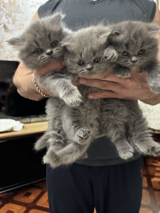 Британский скотиш фол. Девочка и малчик.