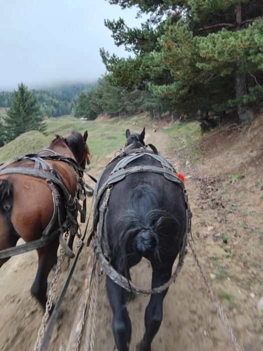 Andrei ionela dumitru