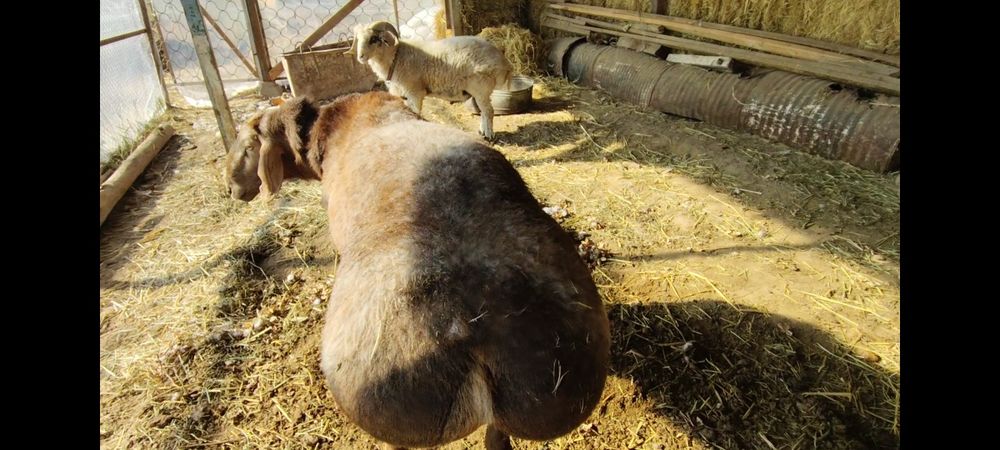 Zotdor qoʻchqor nasil uchun sotiladi