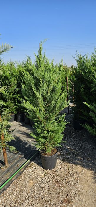 Tuia prunus  brazi verzi si argintii și alte varietăți