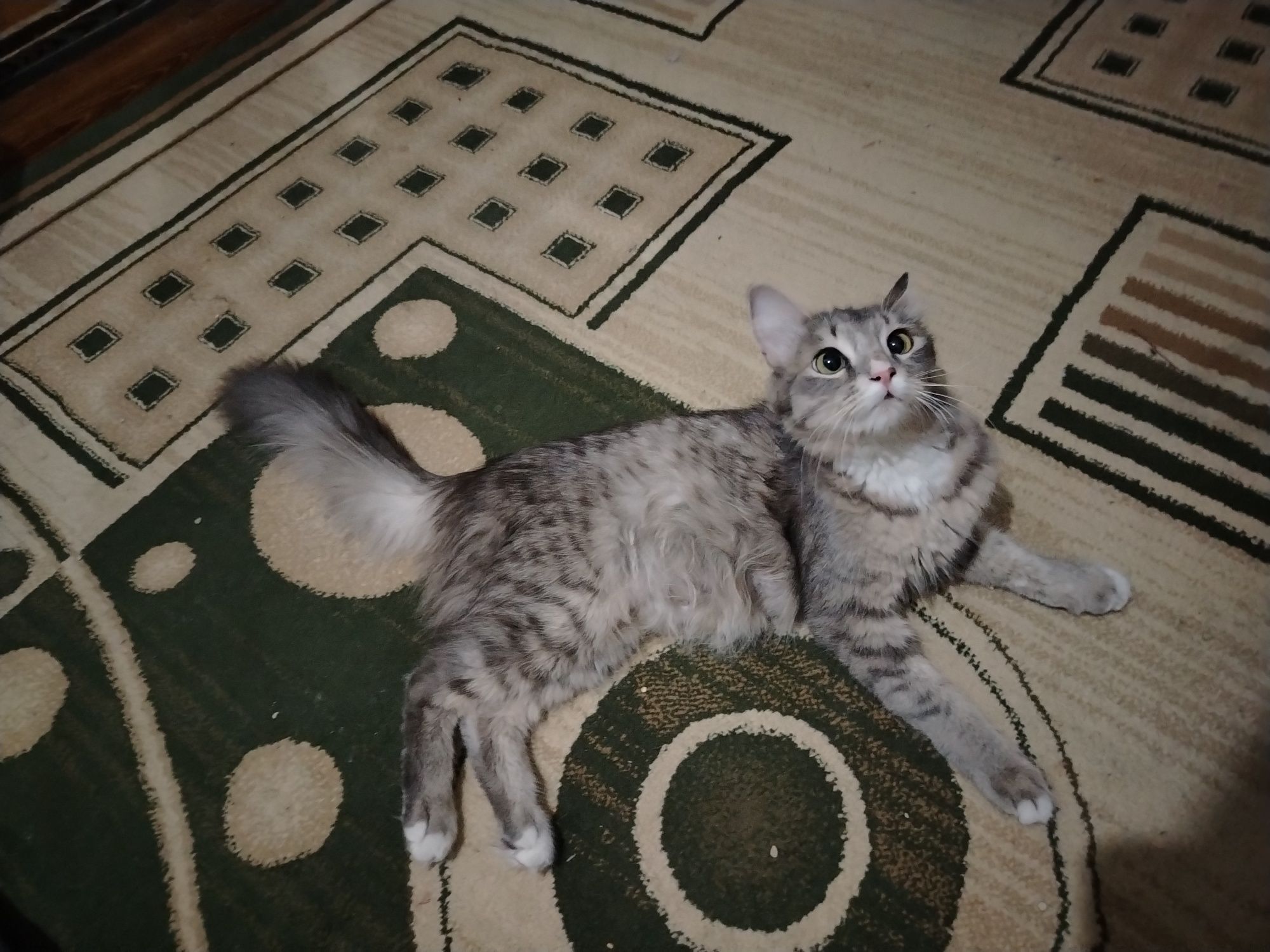 Висло ухи котята 1 месяц
