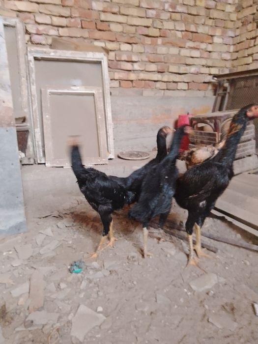 Зот корейский кулангилар сотилади