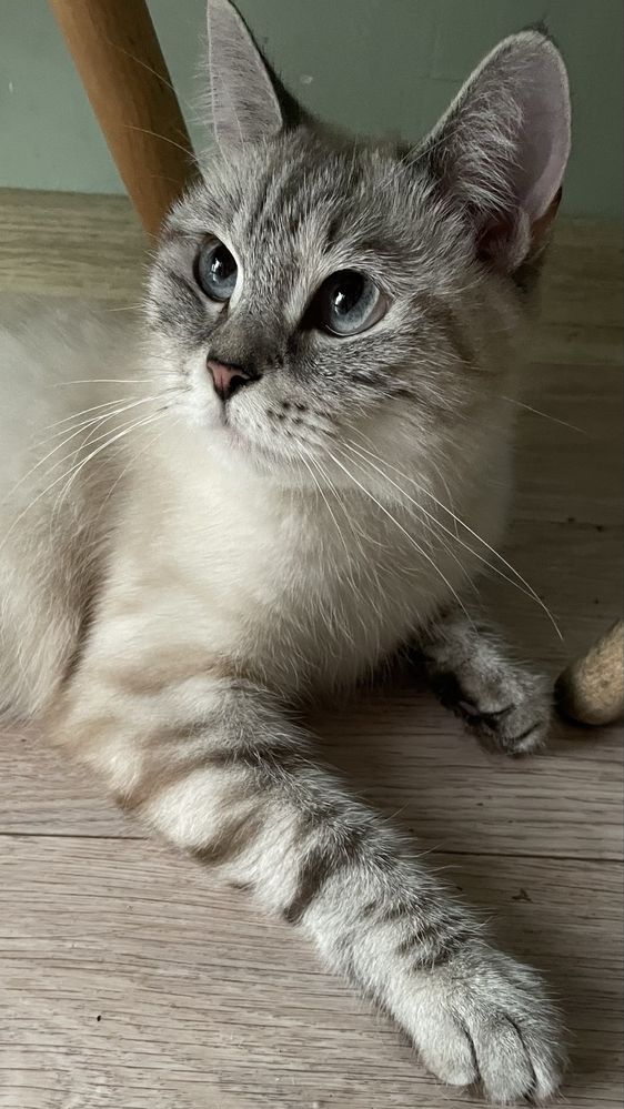 Кошка шотланка ищет кота на вязку британца