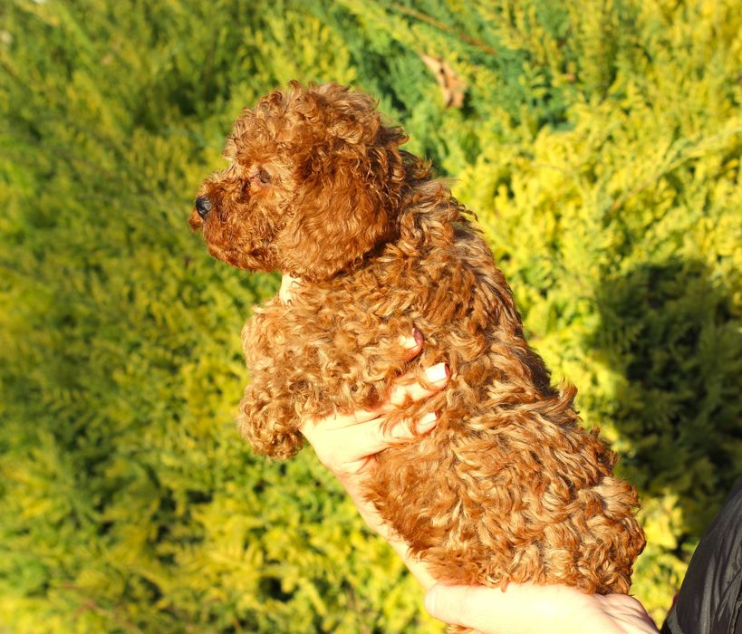 Мини мини пудел - той пудел бебета сродословни родители