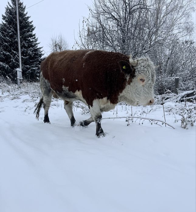 Бұқа сатылады！Аталыққа немесе етке，Нәсілі:Симентал