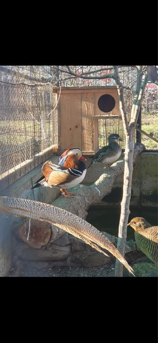 Vand rate mandarine si Caroline