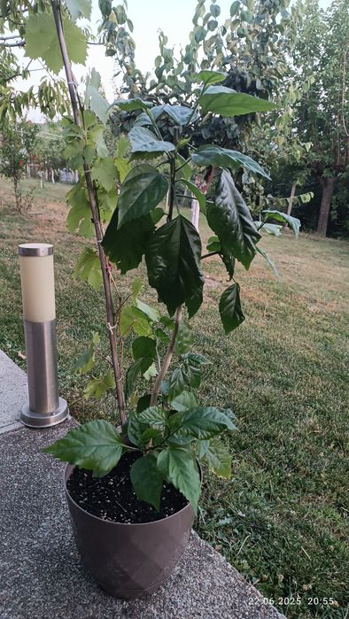 Китайска    роза