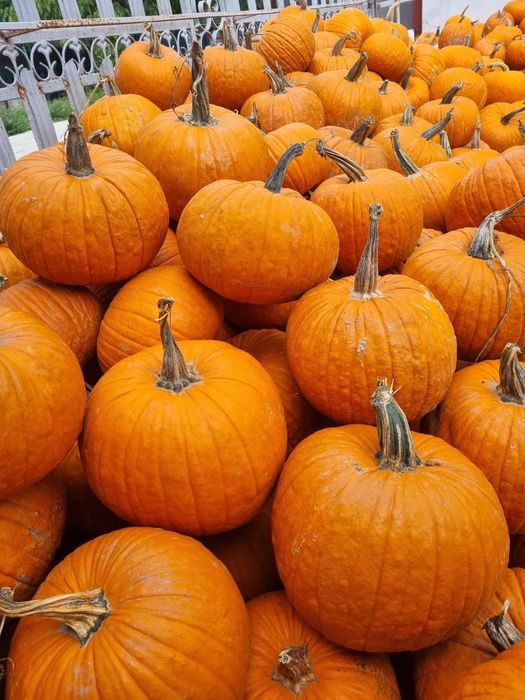 Vand dovleci de halloween si ornamentali.