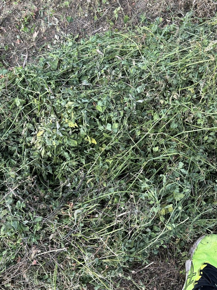 Baloti lucerna dreptunghiulari mici si rotunzi 120x120  2025
