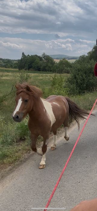 Vand ponei talie mica