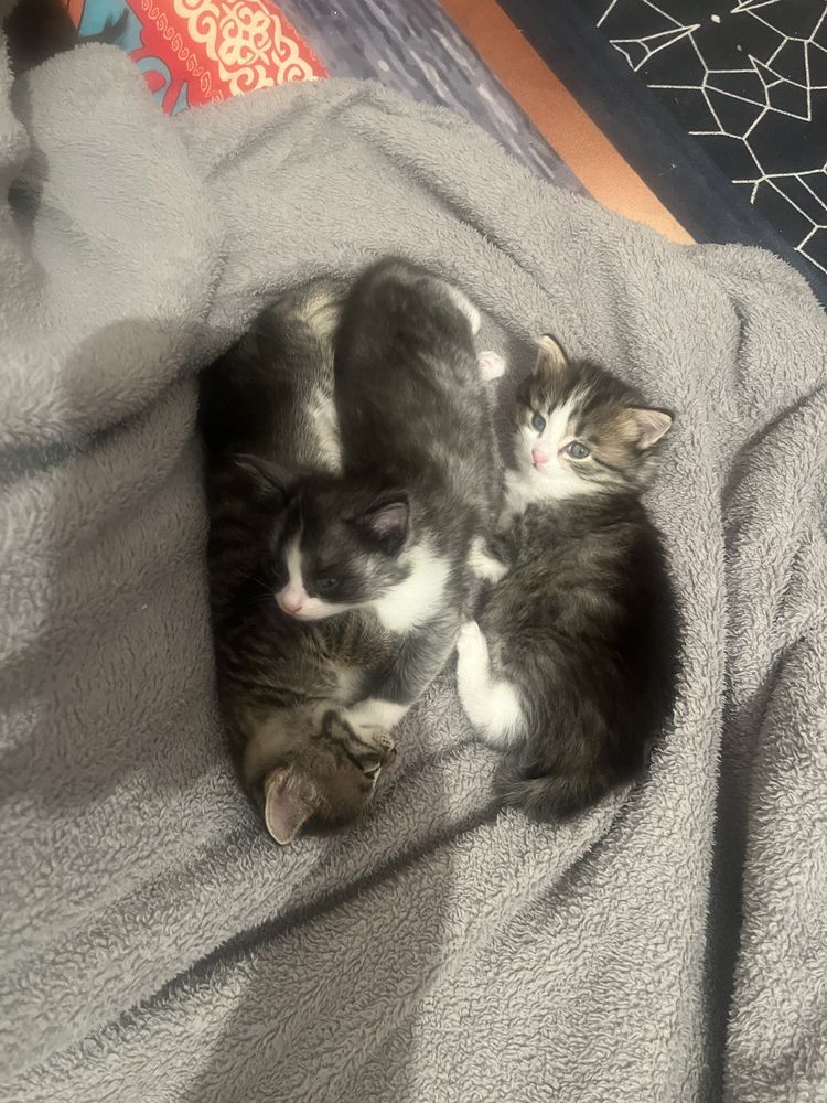 Котята в добрые руки