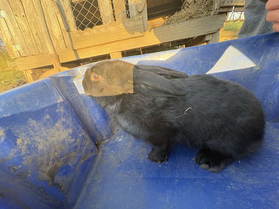 Vad doua femel de fluture ferman