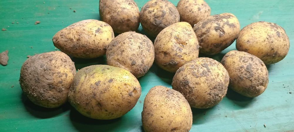 Картошка сорт Гала оптом