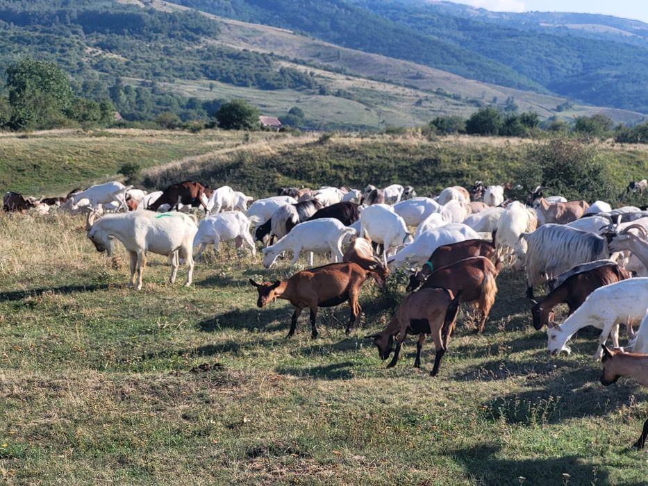 Vînd capre de ținut,numai tinere