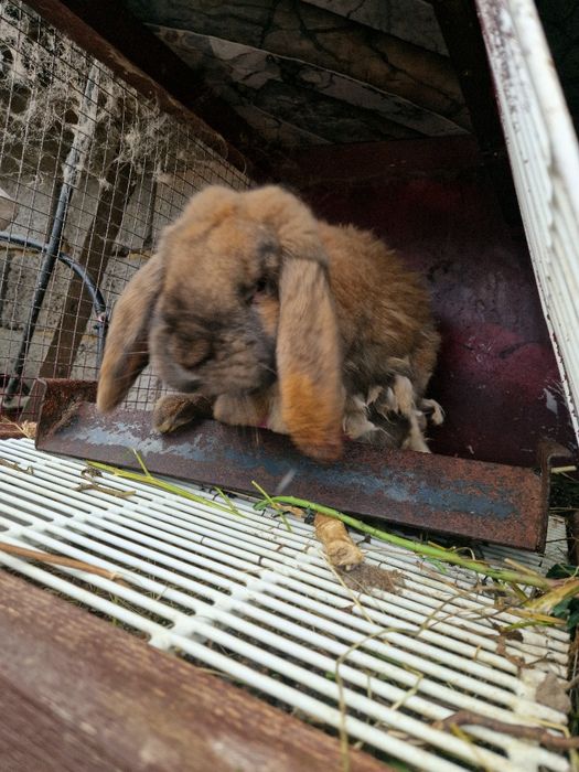 Iepuri Berbec German / Urias German