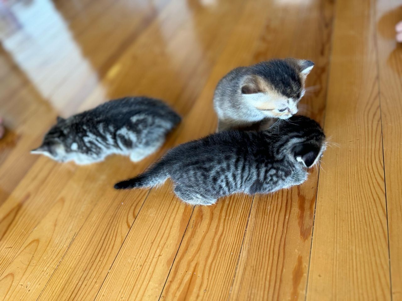 Вислоухие котята