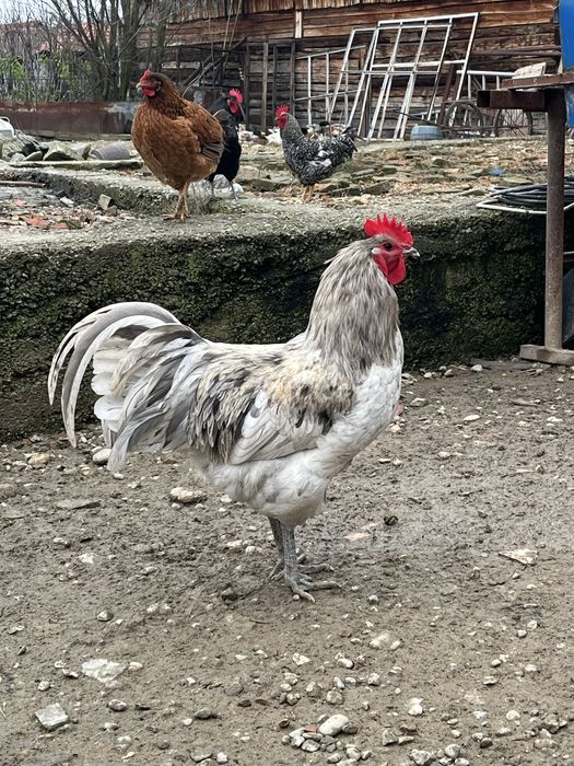 Cocoși australorp gentica de top