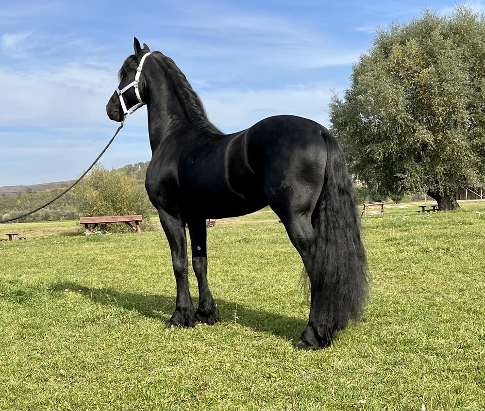 Frizian Armasar Friesian