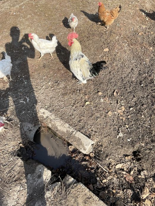 Продается 4 белых несушек и белый петух