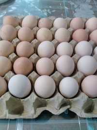 Продам яйца инкубационные