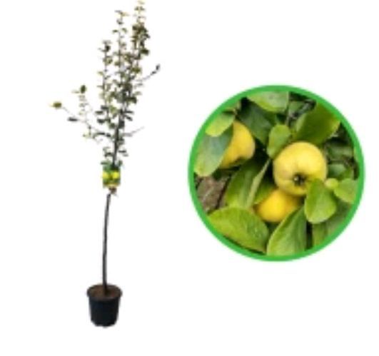 Pomi fructiferi La Ghiveci (Gutui )