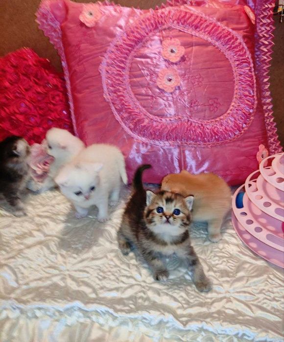 Бронируются котята