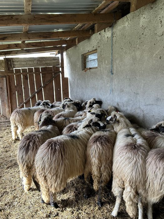 Vînd oi țurcane de ținut