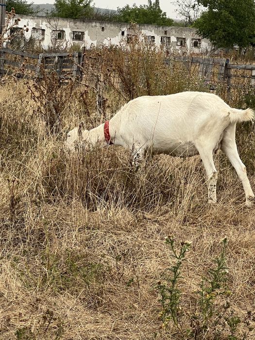 O capra saanen raspa pura