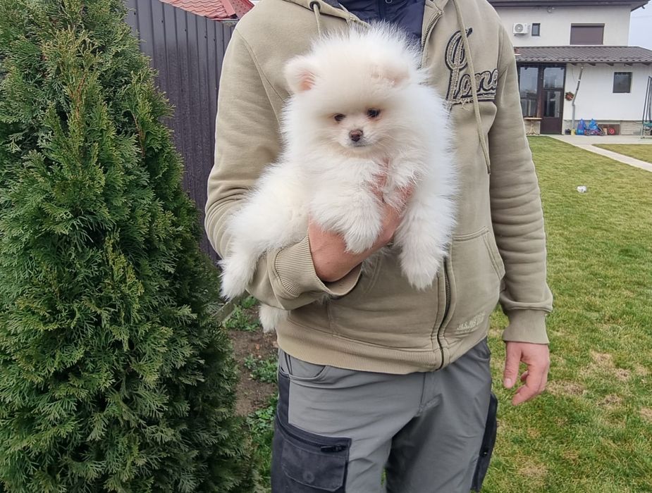 Vând pui rasa pomeranian