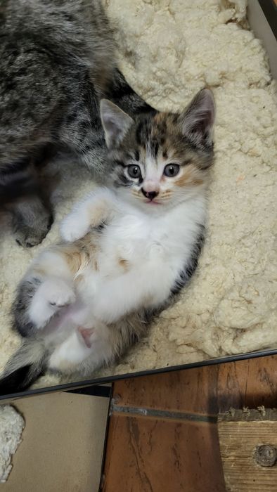 Besplatno Eki qiz pishiq bar