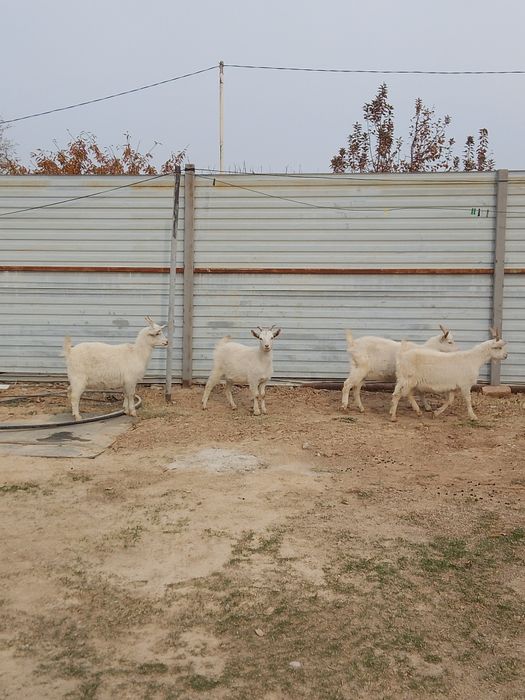 Козы Ешкі теке шібіш