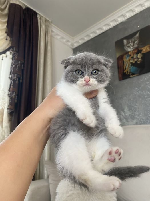 Scottish fold femelă