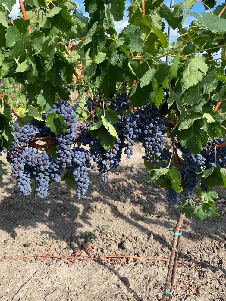 Struguri de vin Muscat Ottonel si Merlot