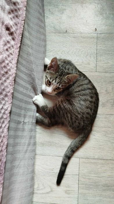 Отдам котёнка, мальчика, в добрые руки