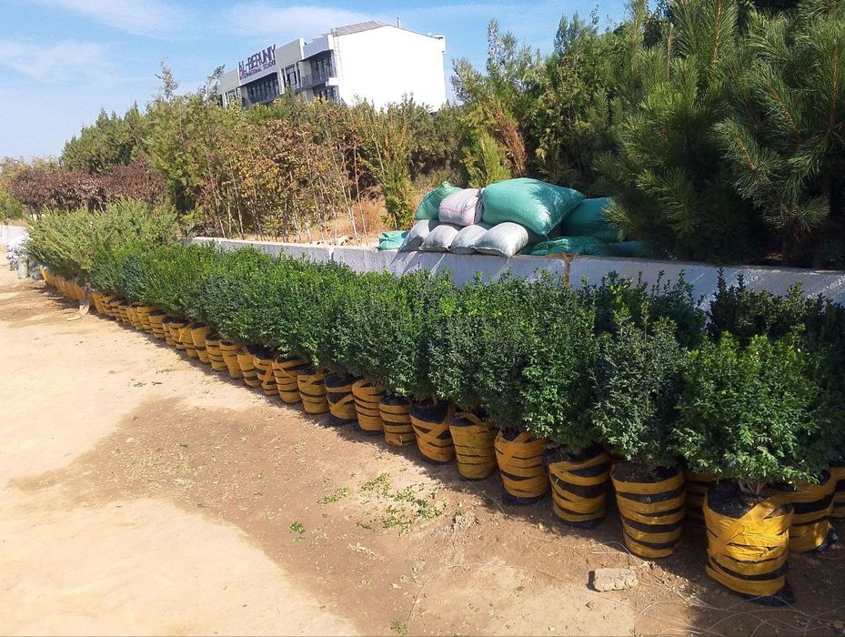 Majvenik stirchka spiral zaborni banzaylari bor chupachupis