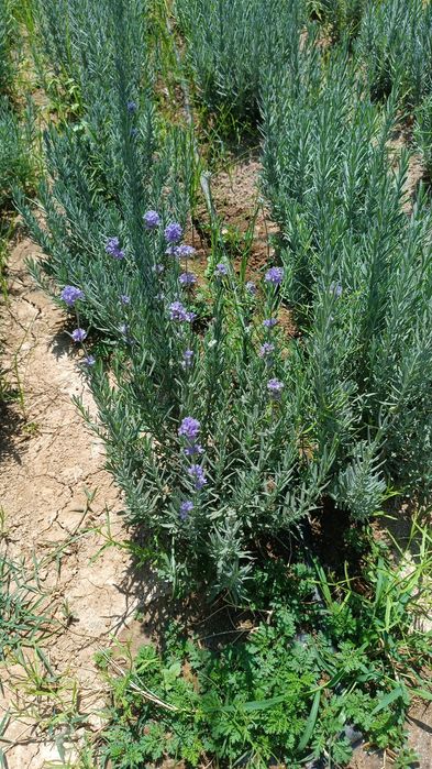 Fransuzkiy lavanda 20000so'm