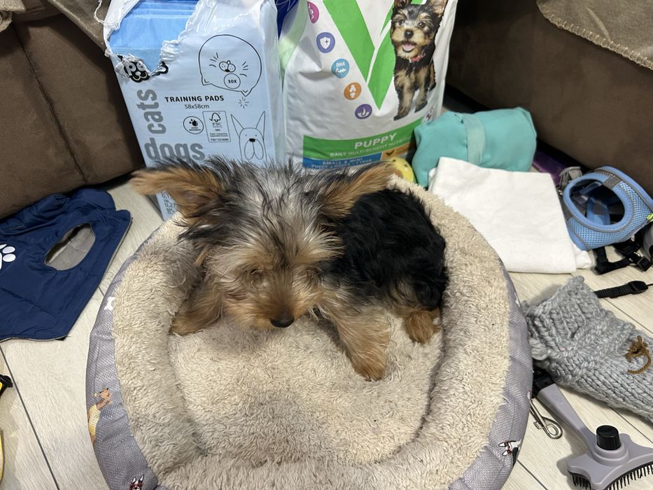 Йоргширски териер мъжки