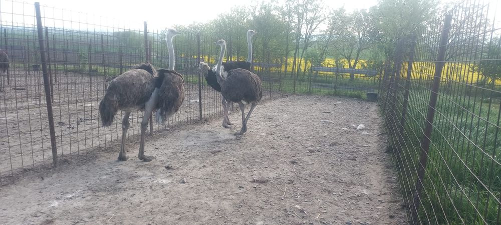 Vând familii de struți