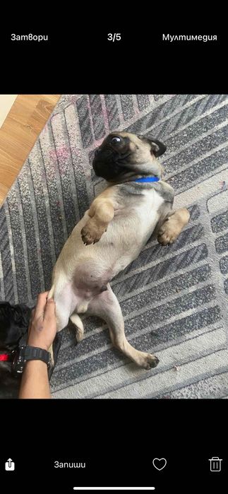 Мопс на 6 месеца мъжко