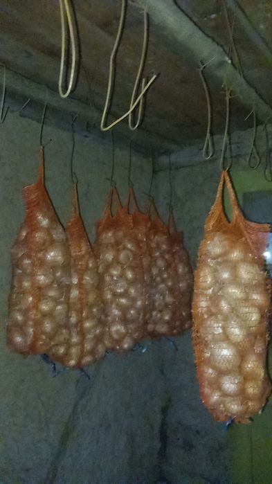 Se vinde ceapă de casa bio