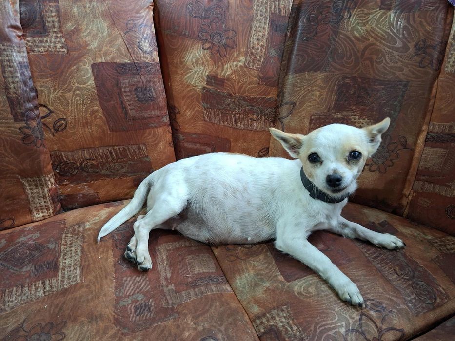 Чихуахуа момиче.