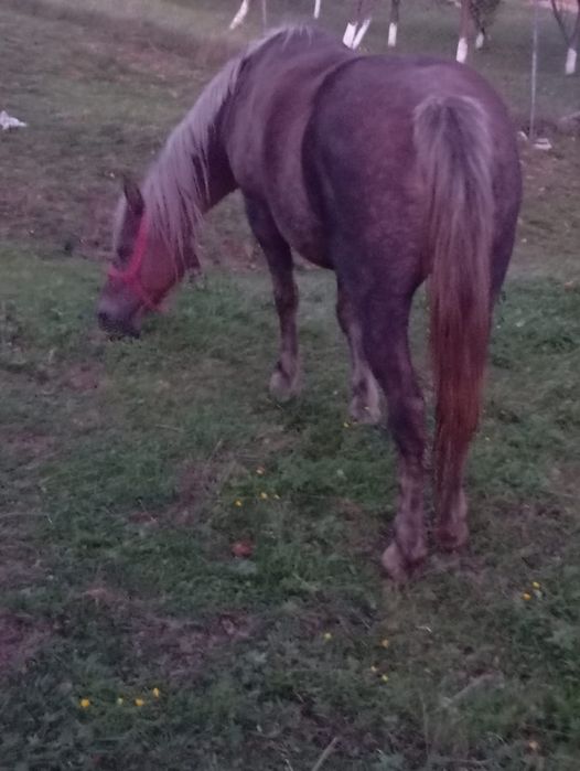 Harmasar si iapa gestanta de vanzare.