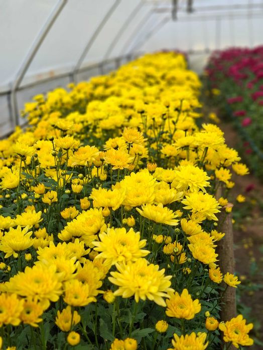 Vand Crizantema en-gros