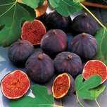 Pomi Fructiferi Exotici (Smochin Royal Black )