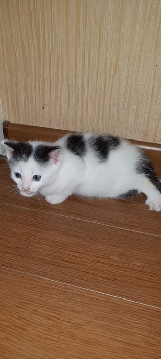 Котенок. Отдам котят.