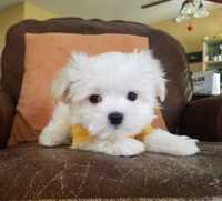 Bichon Maltese mini toy/deosebit/transport