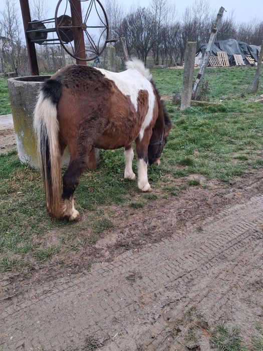 Vând poneita  gestanta