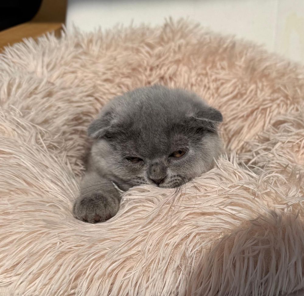 Шотландски късокосмести клепоухи котенца
